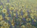 campo di fiori gialli
